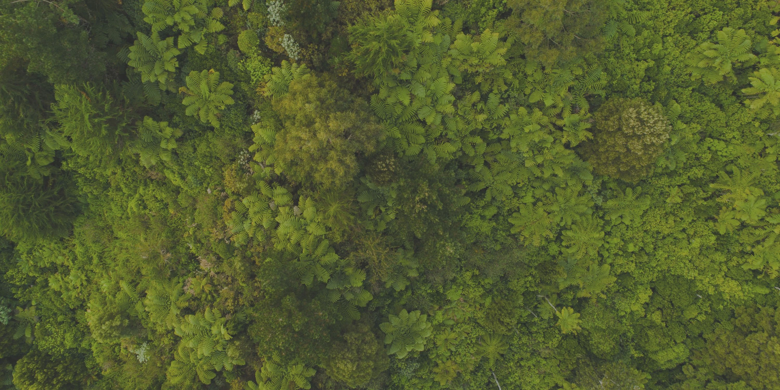Land, Draußen, Baum, Vegetation, Waldland